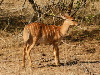 Female nyala (Tragelaphus angasii), Kudusfontein, North West Province, South Africa.