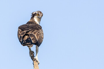 Portrait of juvenile osprey Pandion haliaetus perching on a old tree looking over its shoulder with...
