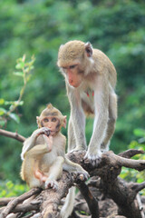 Fototapeta premium A naughty little monkey on a branch