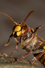 Macro photogyaphy of Vespa Crabro