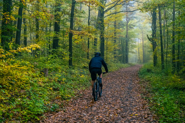 cycling brought the forest