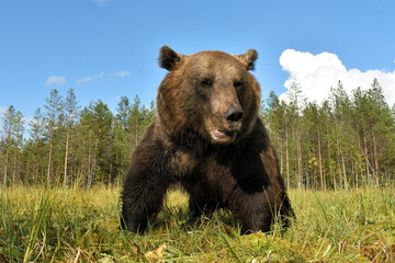 big adult male browm bear at close, wide angle view