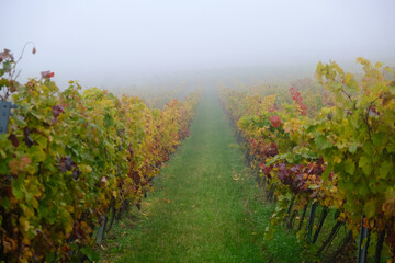 Fototapeta na wymiar beautiful autumn vineyards in the mist