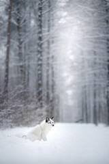 white fluffy fox in the snow. wild animal in nature