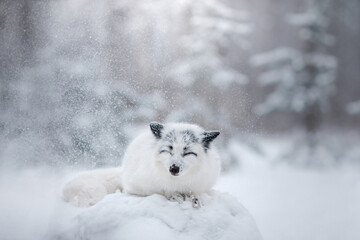 Naklejka na ściany i meble white fluffy fox in the snow. wild animal in nature