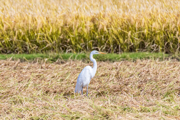 稲刈り後、エサを探すサギ