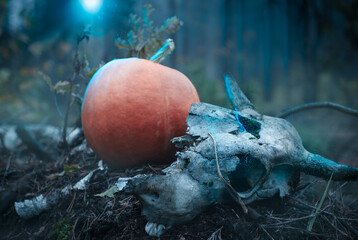 Pumpkin and a bull's skull in a dark forest, a composition for Halloween,