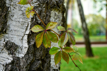 Green branch of wild grapes on a birch tree. Close-up.  Bright autumn background.