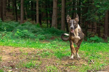 Dog having fun outside