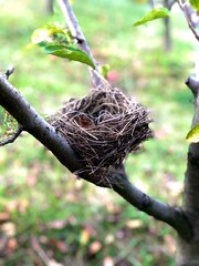 bird nest on the tree bench