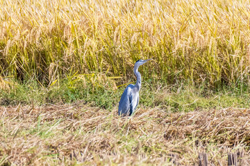 稲刈り後、エサを探すサギ