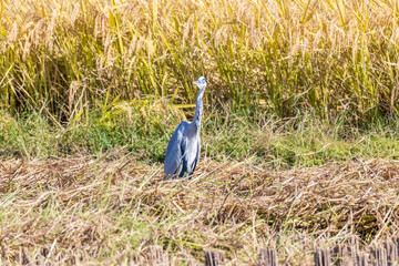 稲刈り後、エサを探すサギ