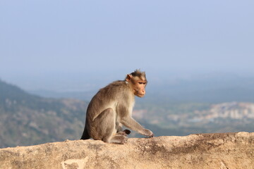 monkey sitting on the wall