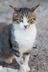 striped brown cat with white spots. Cat on the evening beach in Antalya, Turkey. The cat is waiting for food.