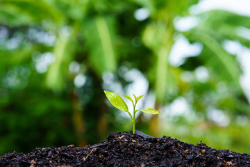Seedling are growing in the soil with water drops and sunlight in the morning. / World Soil Day.
