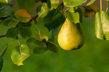Single pear on a tree branch with green leaves on a green background in autumn season. Selective focus on pears.