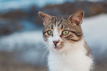 striped brown cat with white spots. Cat on the evening beach in Antalya, Turkey. The cat is waiting for food. Close-up portrait of a cat