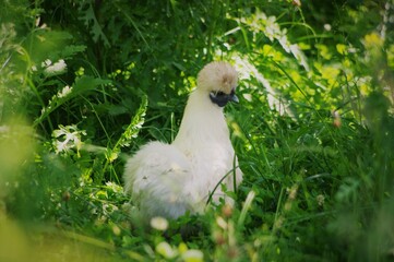 Poule soie blanche 