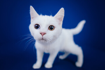 Beautiful pure white cat with one blue and one brown eye posing against blue background in studio.