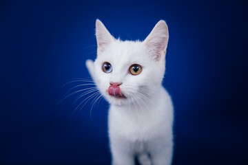 Beautiful pure white cat with one blue and one brown eye posing against blue background in studio.