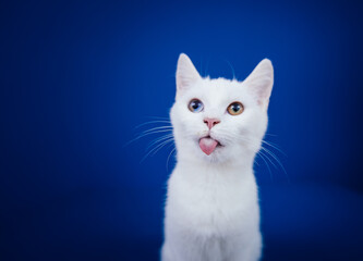 Beautiful pure white cat with one blue and one brown eye posing against blue background in studio.