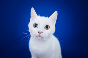 Beautiful pure white cat with one blue and one brown eye posing against blue background in studio.