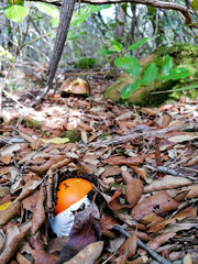 Italy Tuscany Maremma Castiglione della Pescaia, Tirli for mushroom woods, view of a mushroom, cucco Amanita caesarea, Synopsis Methodica Fungorum
