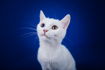 Beautiful pure white cat with one blue and one brown eye posing against blue background in studio.