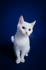 Beautiful pure white cat with one blue and one brown eye posing against blue background in studio.