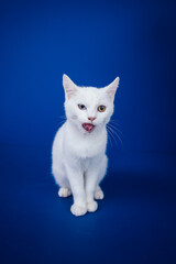Beautiful pure white cat with one blue and one brown eye posing against blue background in studio.