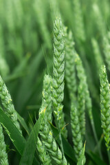 Ears of green wheat growing in summer field at morning, selective focus
