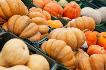 Various orange pumpkins in crates in the supermarket. Autumn harvest. Healthy food and vitamins.