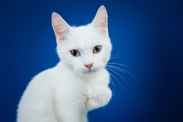 Beautiful pure white cat with one blue and one brown eye posing against blue background in studio.