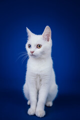 Beautiful pure white cat with one blue and one brown eye posing against blue background in studio.