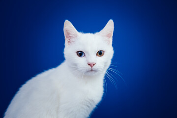 Beautiful pure white cat with one blue and one brown eye posing against blue background in studio.