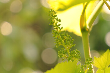 Vineyards of the Napa Valley in California. Wine making in the USA