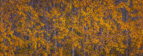 Autumn scenery, a forest in vibrant warm yellow colors