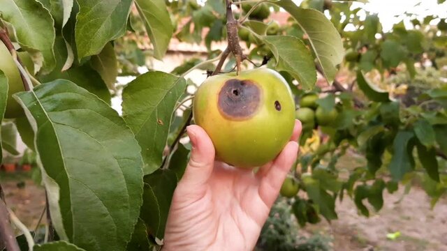 Hand touched a rotten green apple on a tree. Fruit with wormholes