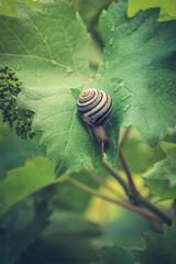 Garden Snail and Vine leaves in Napa Valley, California
