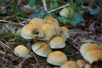Groupe de champignons  .