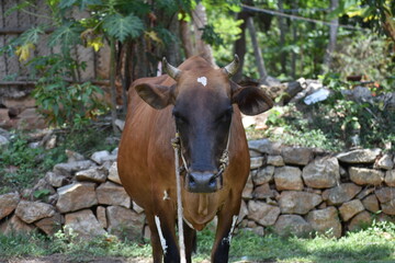 cow on the farm