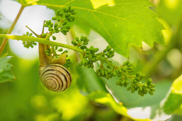 Garden Snail and Vine leaves in Napa Valley, California