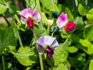 Close up of Pea flower (Pisum sativum)
