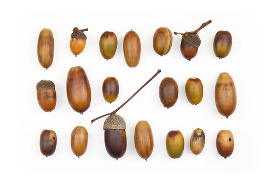 Eicheln verschiedener Gr&ouml;&szlig;e und Form