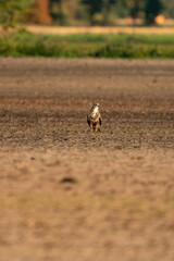 Buzzard bird of prey sits in a pasture in brown sand, buteo buteo, in front view