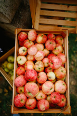 Helloween party decor in crates pumpkins and apples. Rustic decoration outdoor. market