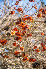 Red berries of ripe viburnum against the background of an autumn garden