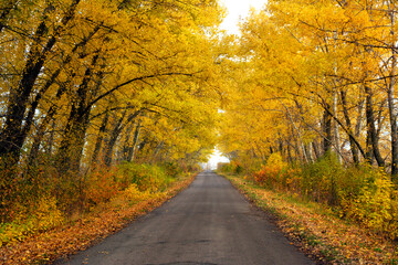 The road along the bright autumn forest.