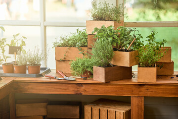 Spicy herbs assortment growing in wooden pots on table