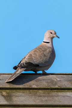Eurasian collared dove (Streptopelia decaocto) bird perched on a garden fence which is a common species found in the UK and Europe, a portrait stock image photo 